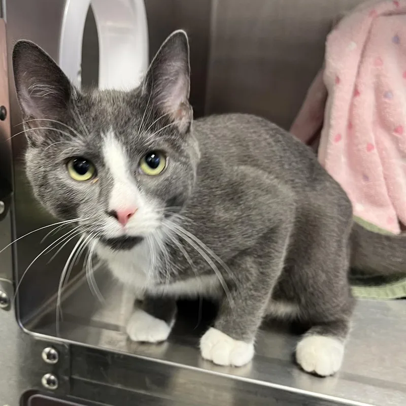A baby medium-sized male Gray / Blue / Silver Domestic Short Hair cat named Grey for adoption in Fort Wayne, IN