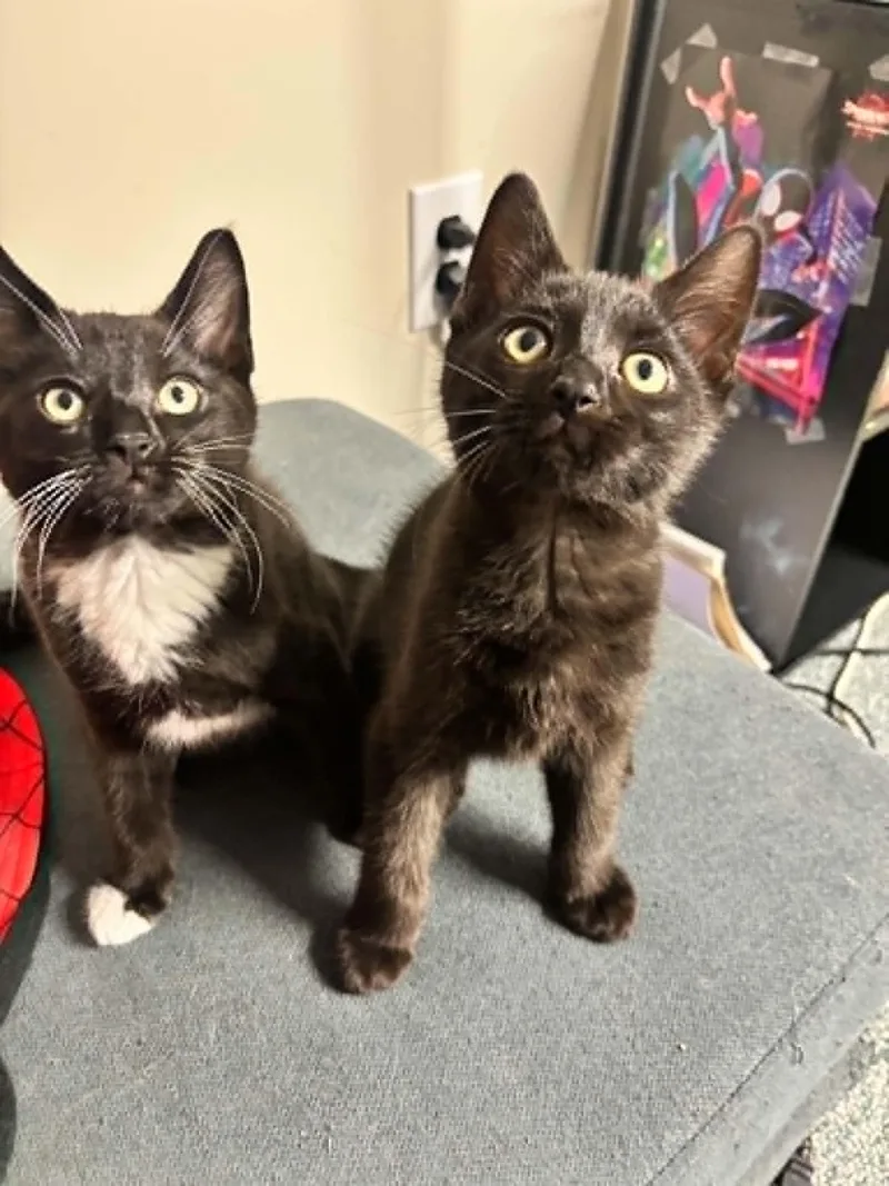 A young medium-sized male Black & White / Tuxedo Domestic Short Hair cat named Dobbie for adoption in Penfield, NY