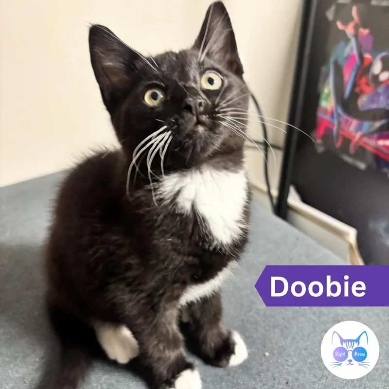 Dobbie thumbnail 2