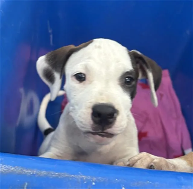 A baby medium-sized female Mixed Breed dog named Bonnie for adoption in Dallas, TX