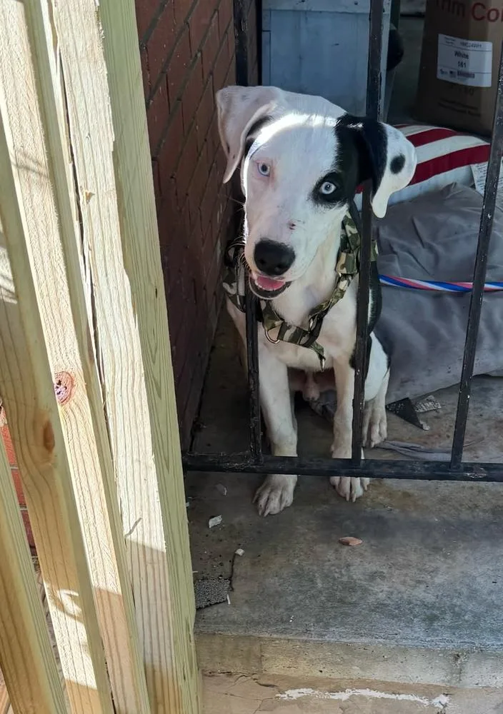 A baby medium-sized male Tricolor (Brown, Black, & White) Mixed Breed dog named Dahsul for adoption in Silver Spring, MD