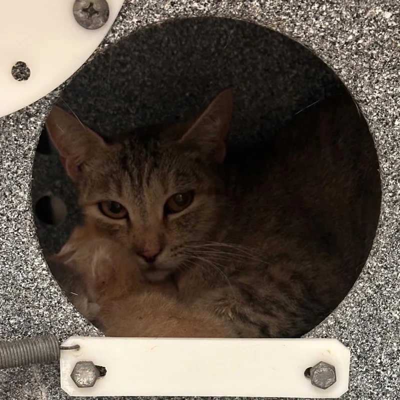 An adult medium-sized female Gray / Blue / Silver Domestic Short Hair cat named Antoinette for adoption in Edinburg, TX