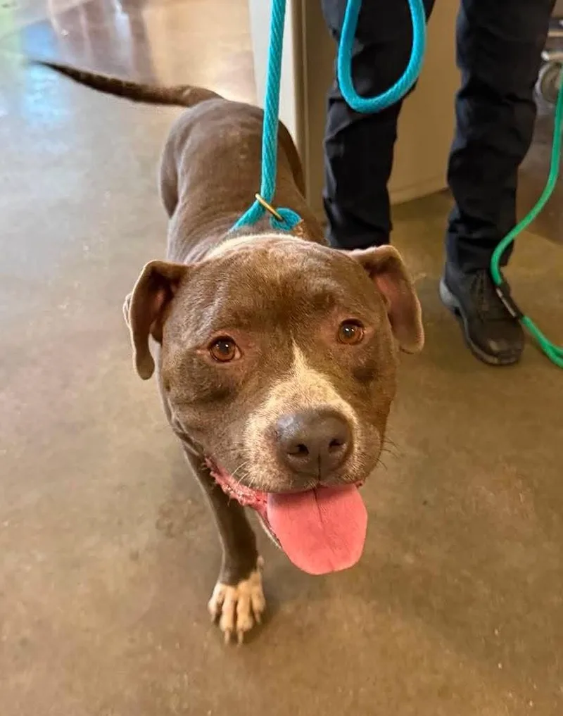 An adult large-sized male American Bulldog dog named Found Stray: Dorian for adoption in Rockwall, TX