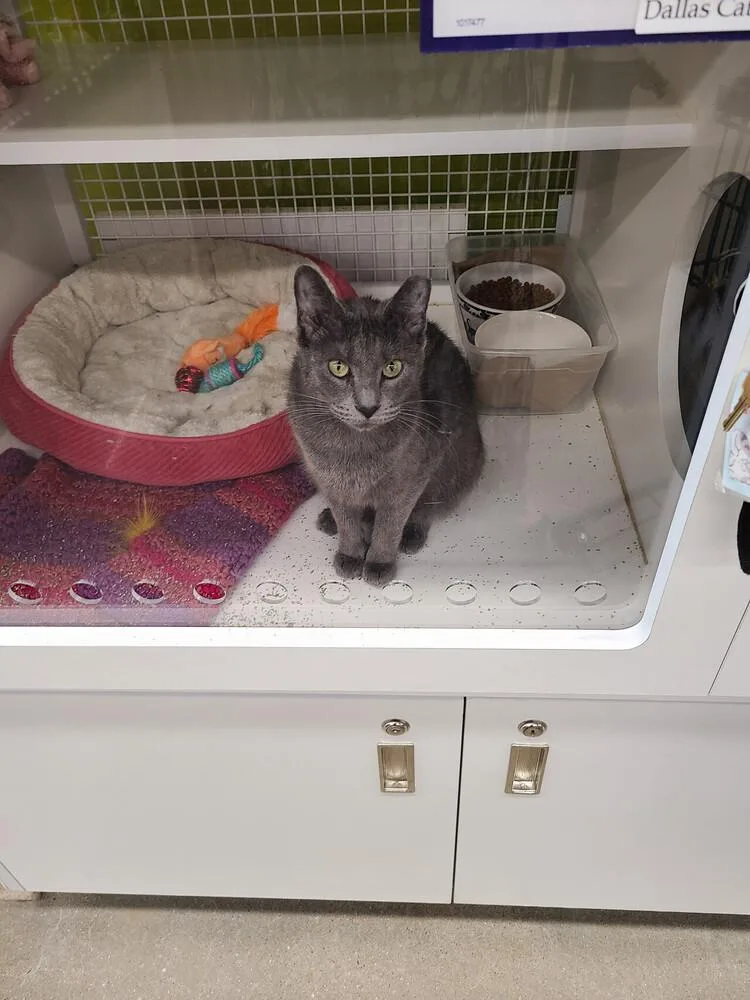 Jenny From The Block