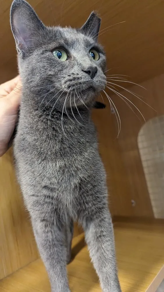 Jenny From The Block thumbnail 6