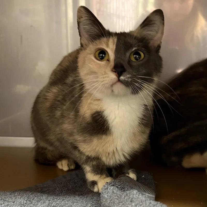 A young large-sized female Domestic Short Hair cat named Maisie for adoption in Oakland, CA