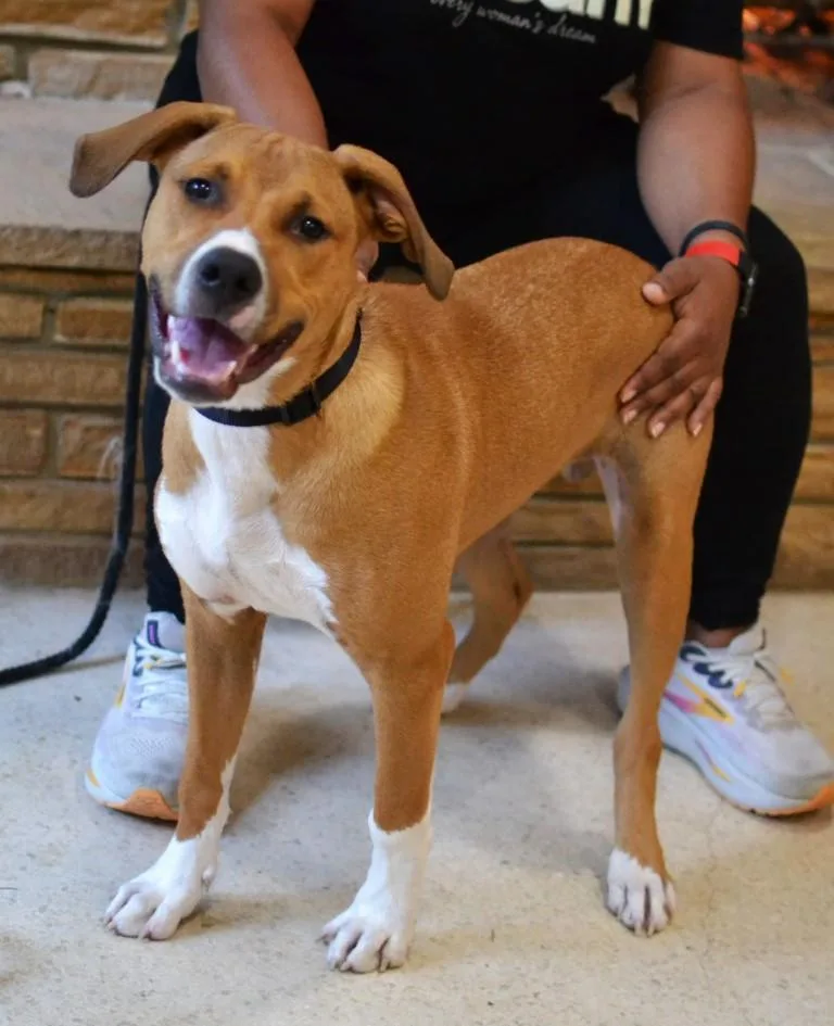 A young medium-sized male Hound dog named Scout for adoption in Germantown, TN