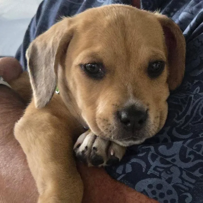 A baby small-sized female Brown / Chocolate Hound dog named Madonna for adoption in San Diego, CA