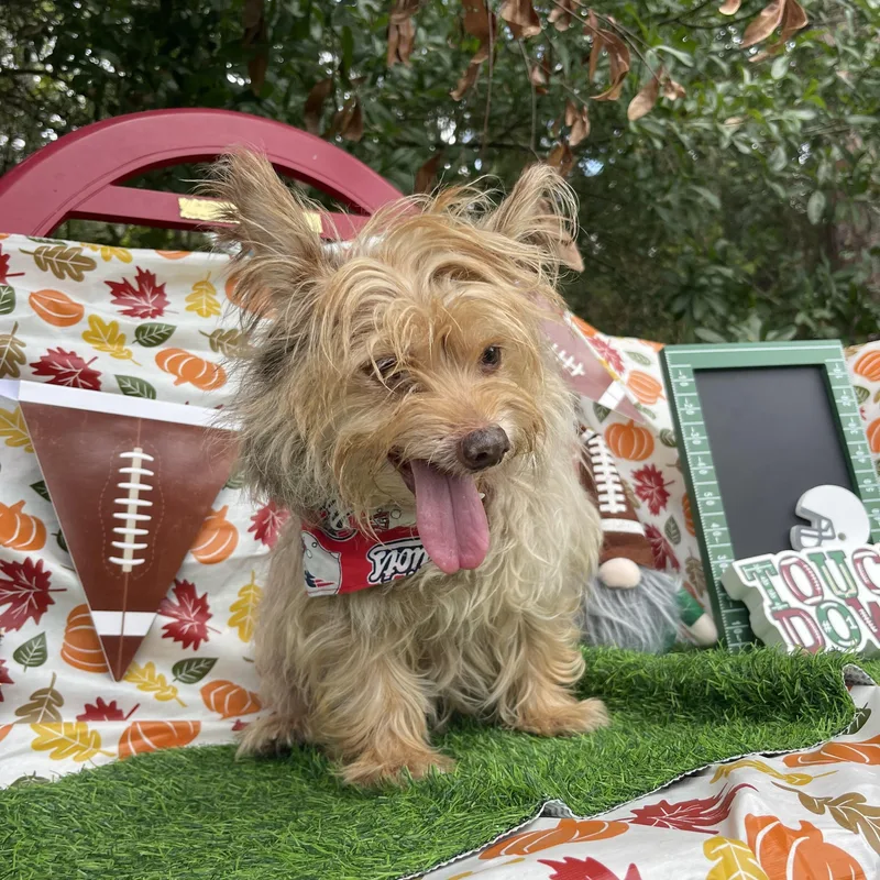 A senior small-sized female Yorkshire Terrier dog named Coco for adoption in Sebring, FL