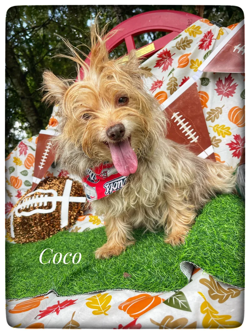 Coco thumbnail 3