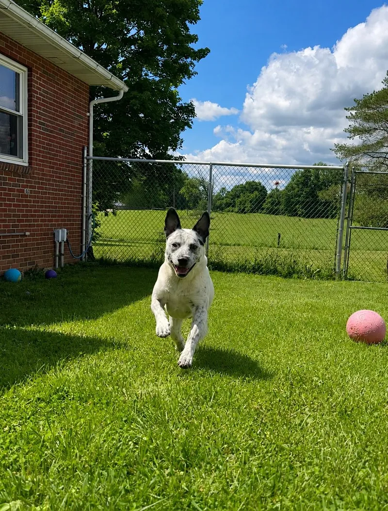An adult medium-sized male Mixed Breed dog named Goose for adoption in Norwich, NY