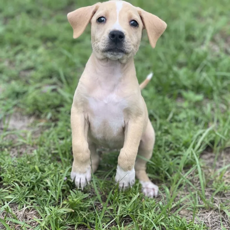 Daisy