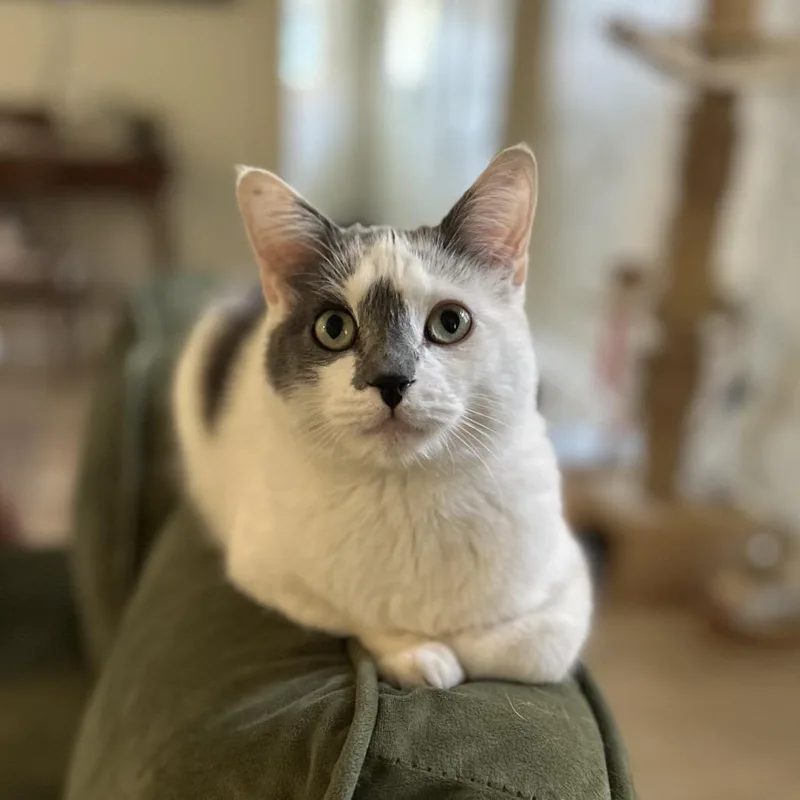 Mojo