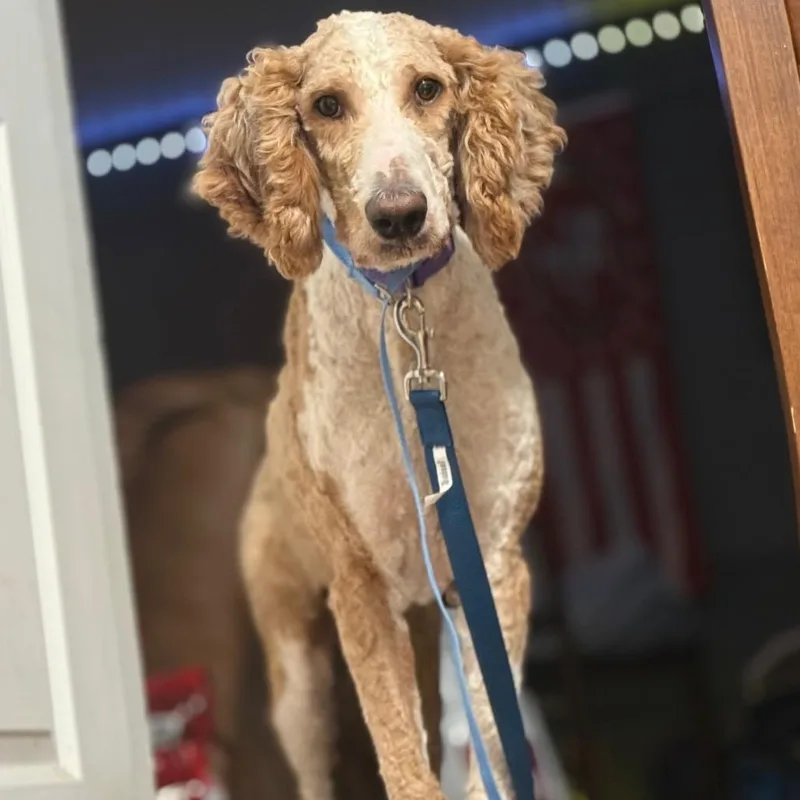 An adult large-sized male Apricot / Beige Standard Poodle dog named Bingo for adoption in New Orleans, LA