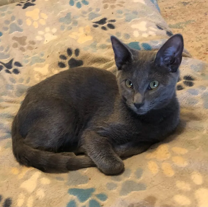 Wiggles & Fozzy thumbnail 4