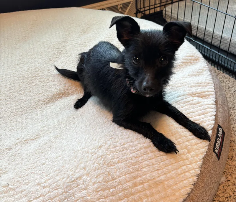 A young small-sized female Black Chihuahua dog named Inky for adoption in Tunica, MS