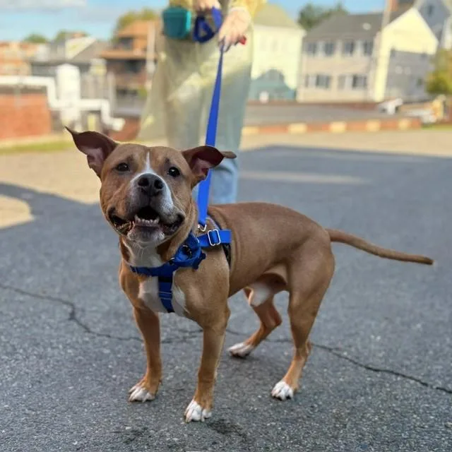 An adult medium-sized male Pit Bull Terrier dog named Roko for adoption in Boston, MA