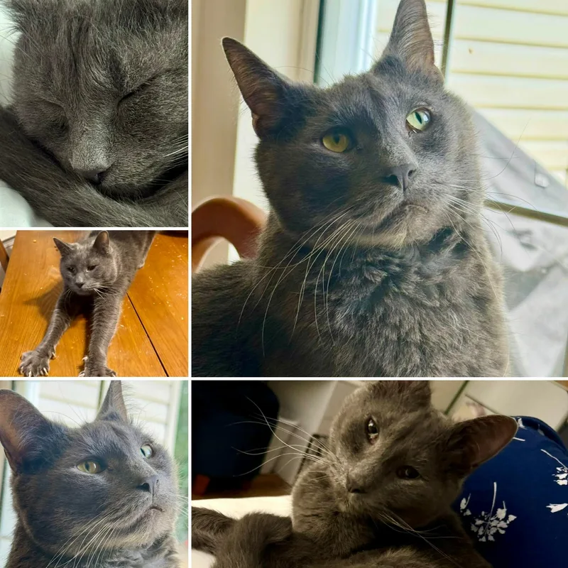 An adult medium-sized male Domestic Short Hair cat named Toby for adoption in Myrtle Beach, SC