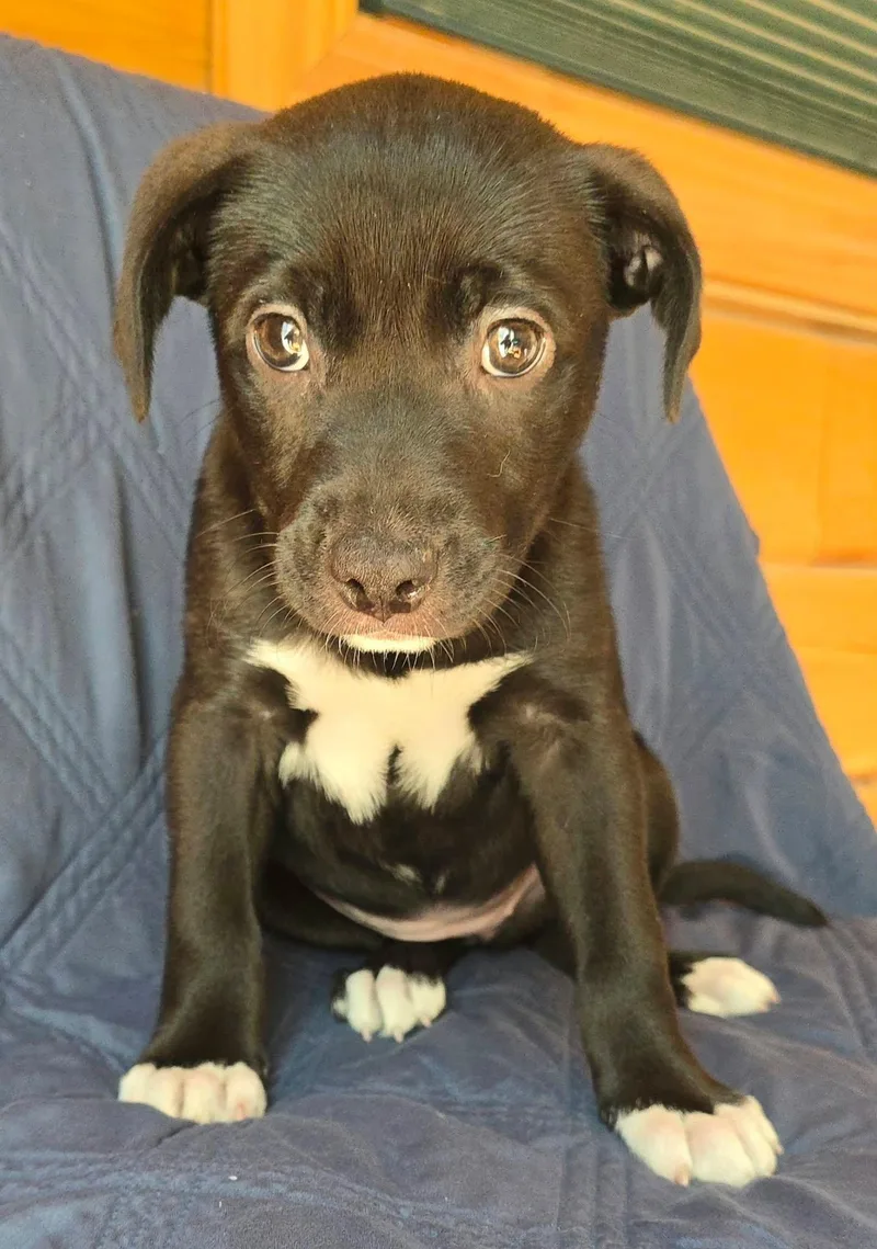 A baby medium-sized female Pit Bull Terrier dog named Arnica for adoption in Newport, TN