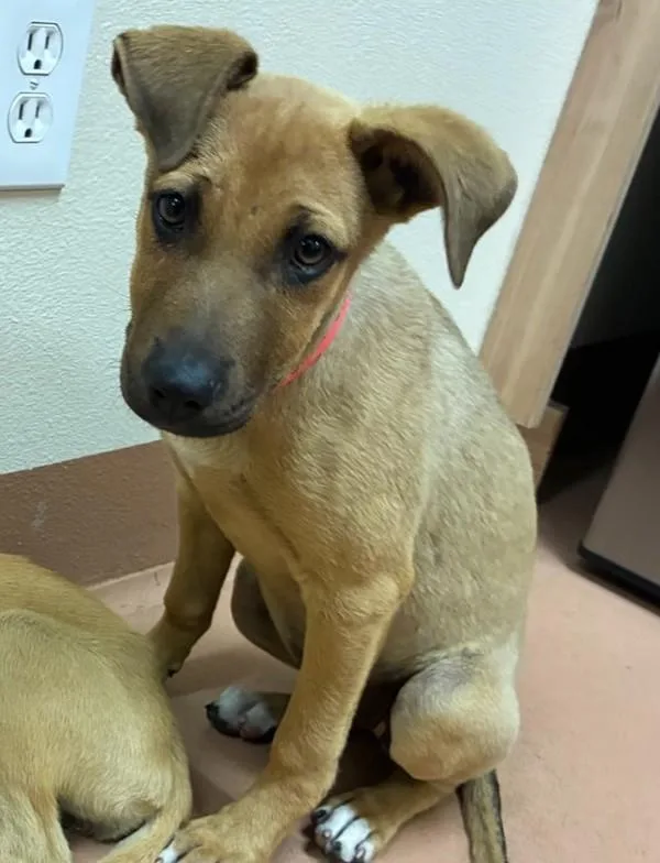 A baby large-sized female Shepherd dog named Glory for adoption in Kennewick, WA