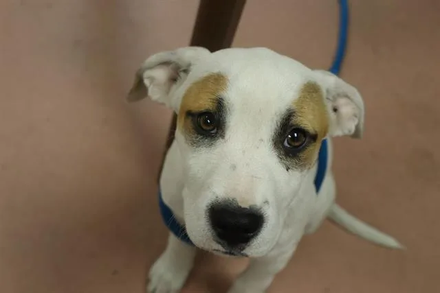 A baby small-sized female Mixed Breed dog named Splashlet for adoption in Columbia, SC