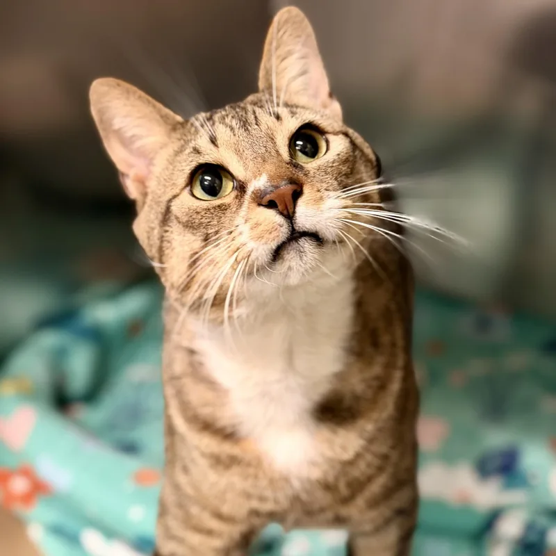 An adult medium-sized male Tabby (Brown / Chocolate) Domestic Short Hair cat named Yami for adoption in Jackson, NJ