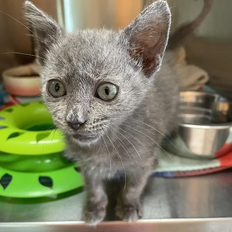 A baby small-sized female Gray / Blue / Silver Domestic Short Hair cat named Apparition for adoption in Austin, TX