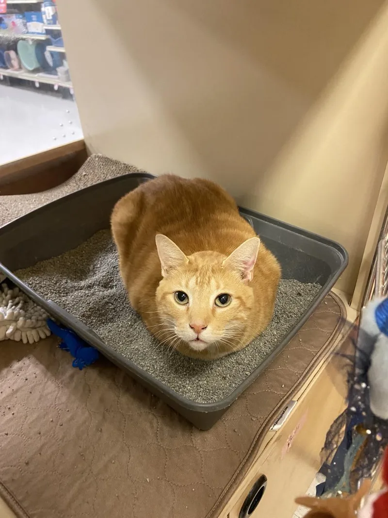 A young medium-sized male Orange / Red Domestic Short Hair cat named Orzo for adoption in Austin, TX