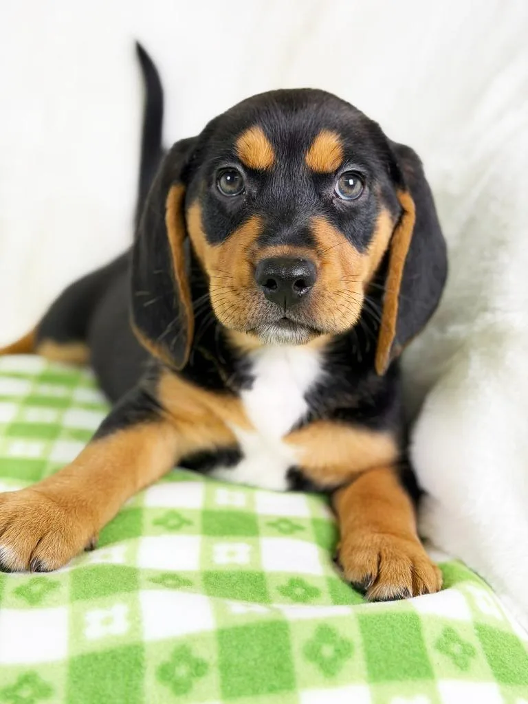 A baby medium-sized female Beagle dog named Spring Litter  Raindrop for adoption in Savage, MN