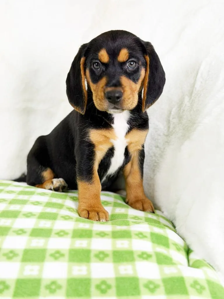 Spring Litter  Raindrop thumbnail 2