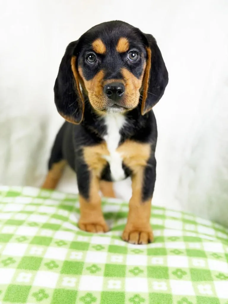 Spring Litter  Raindrop thumbnail 3