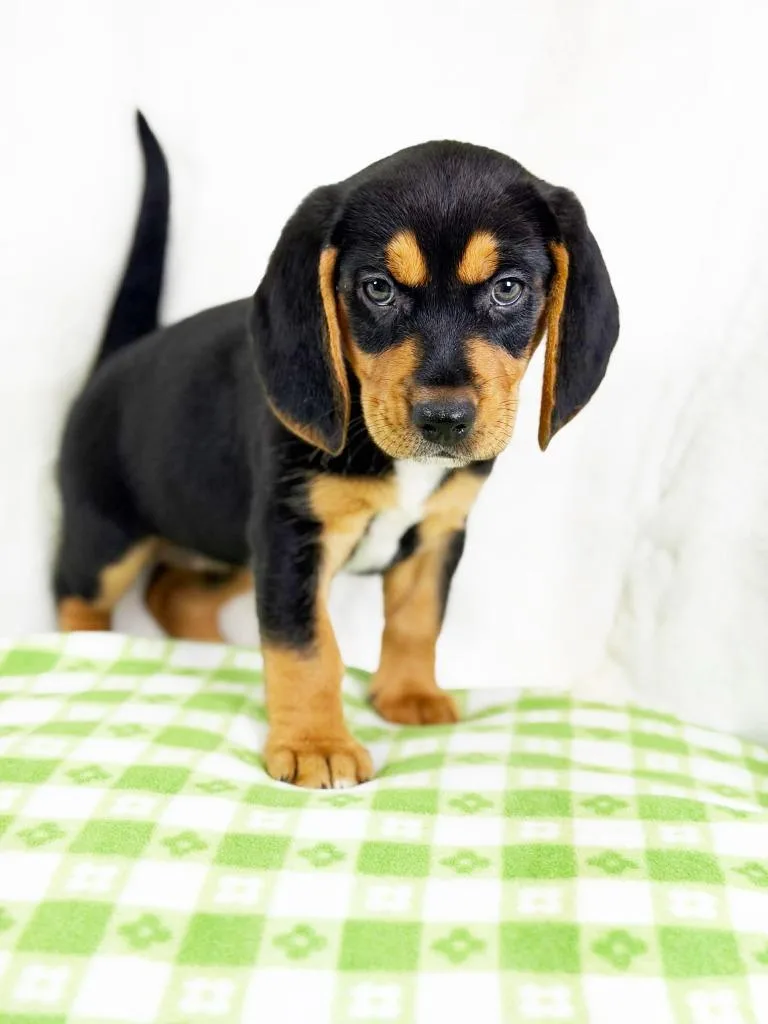 Spring Litter  Raindrop thumbnail 5