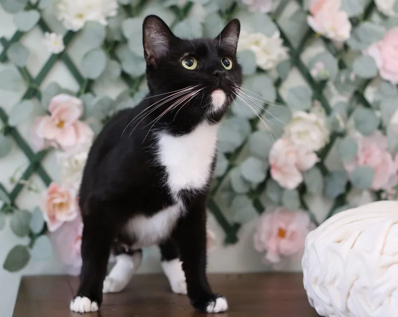 Mistletoe thumbnail 2