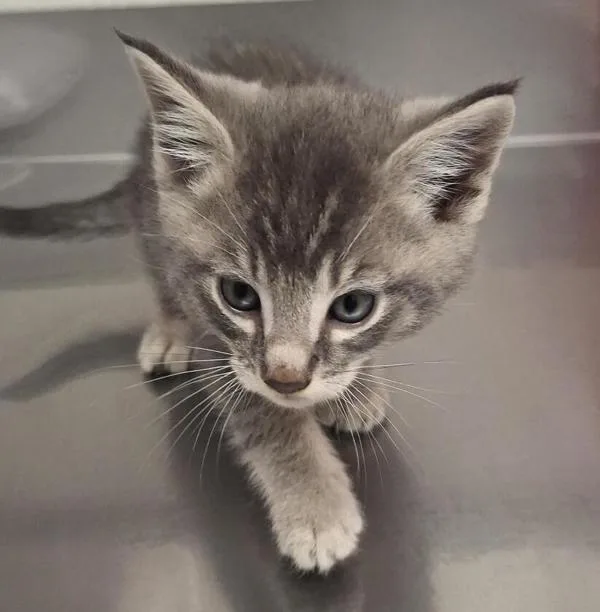 A baby medium-sized male Domestic Short Hair cat named Gru for adoption in Vancouver, WA
