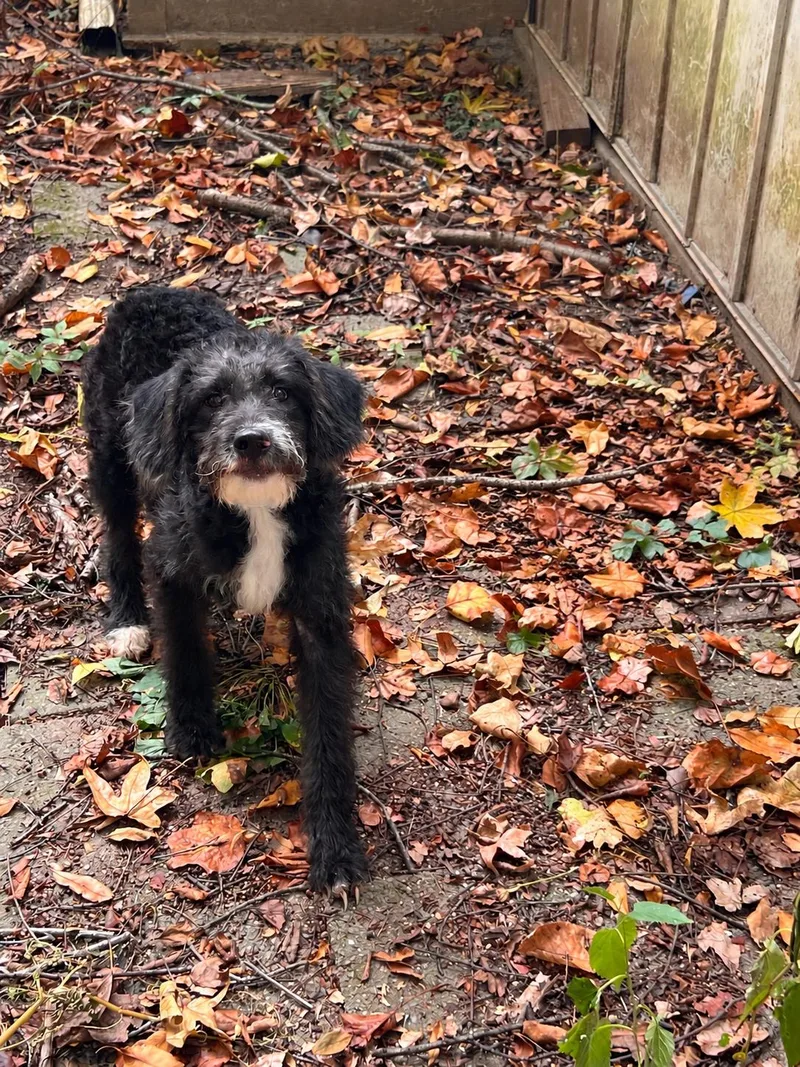 A baby medium-sized male Poodle dog named Kirk for adoption in Medfield, MA