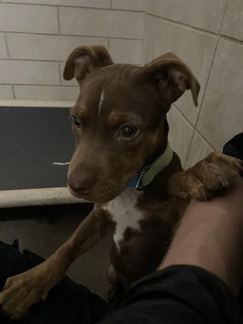Mocha