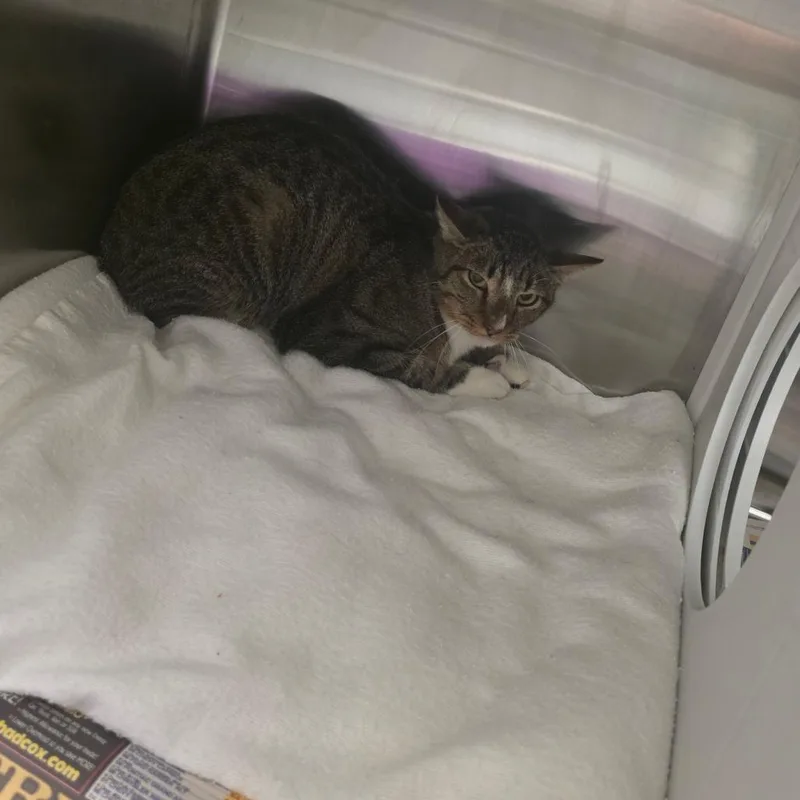 A young medium-sized male Brown / Chocolate Domestic Short Hair cat named Pretty Boy Swag for adoption in Chattanooga, TN