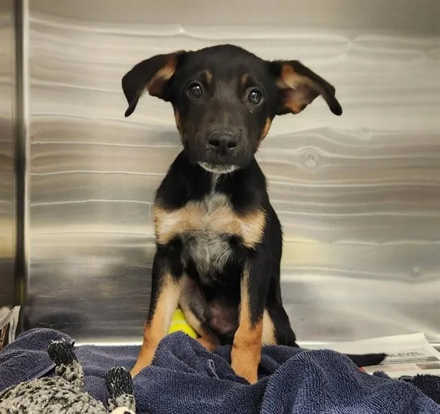 A baby small-sized male Australian Cattle Dog / Blue Heeler dog named Ice Cube for adoption in St. Louis, MO