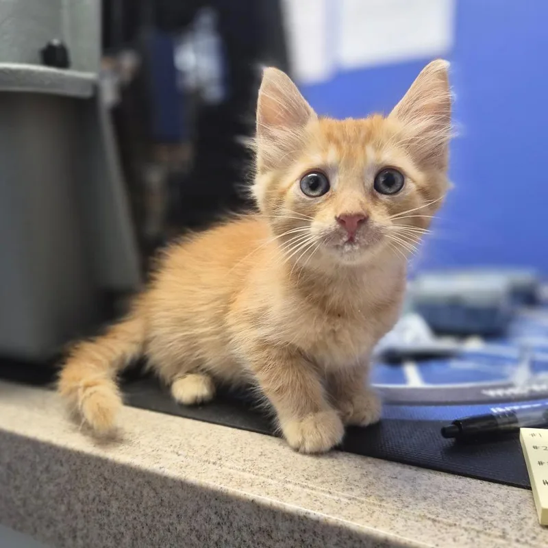 A baby small-sized female Domestic Long Hair cat named Sol Ruca for adoption in Wahiawa, HI