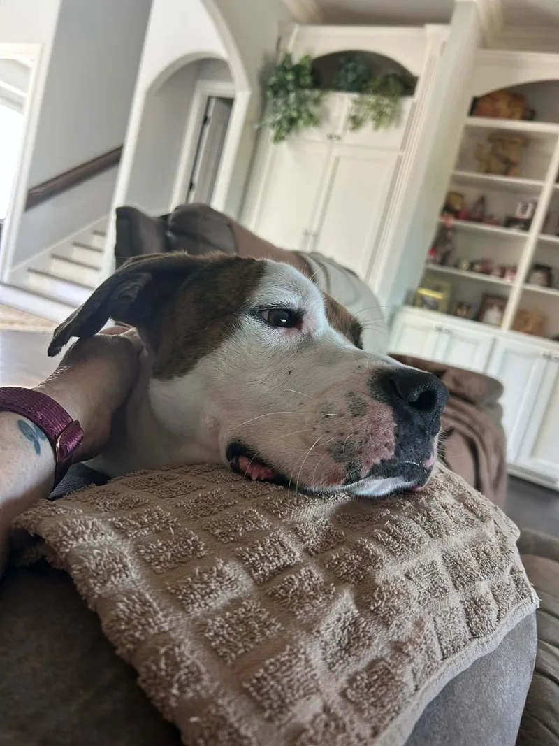 Koda