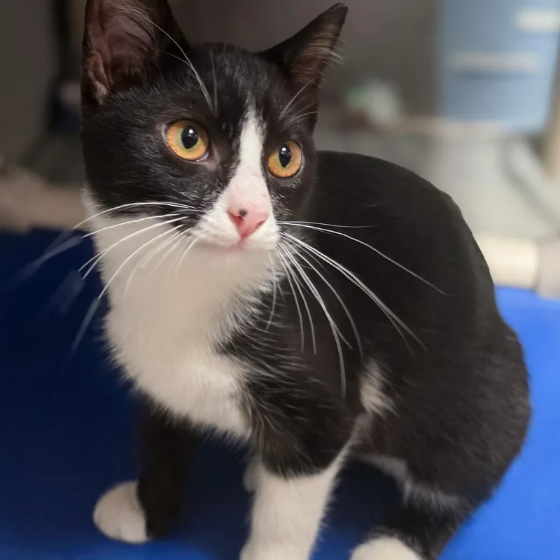A baby medium-sized female Black & White / Tuxedo Domestic Short Hair cat named Maxilla for adoption in Gainesville, TX