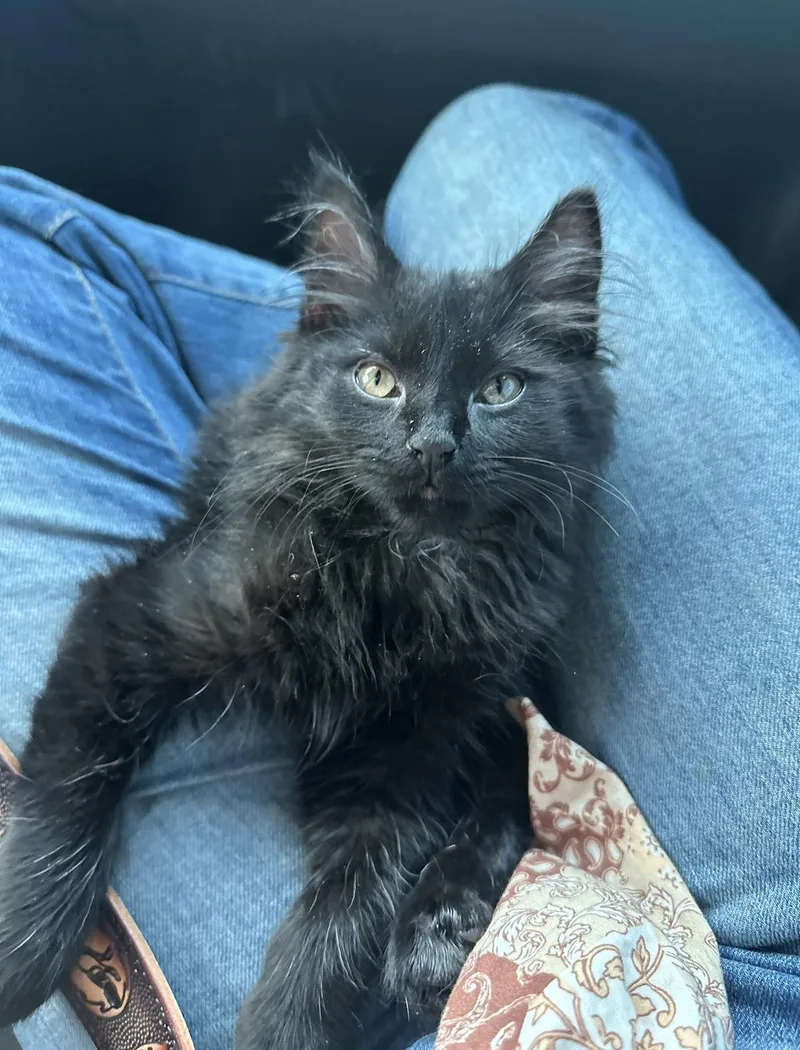 A baby extra large-sized female Brown / Chocolate Maine Coon cat named Fudge for adoption in toledo, OH