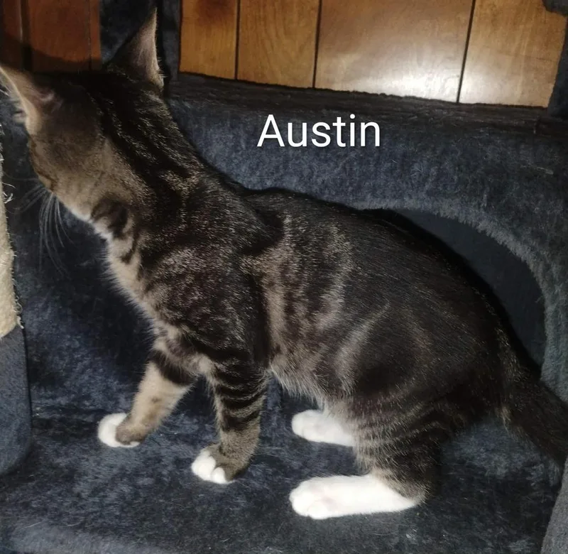 A baby small-sized male Domestic Short Hair cat named Austin for adoption in Groveland, MA