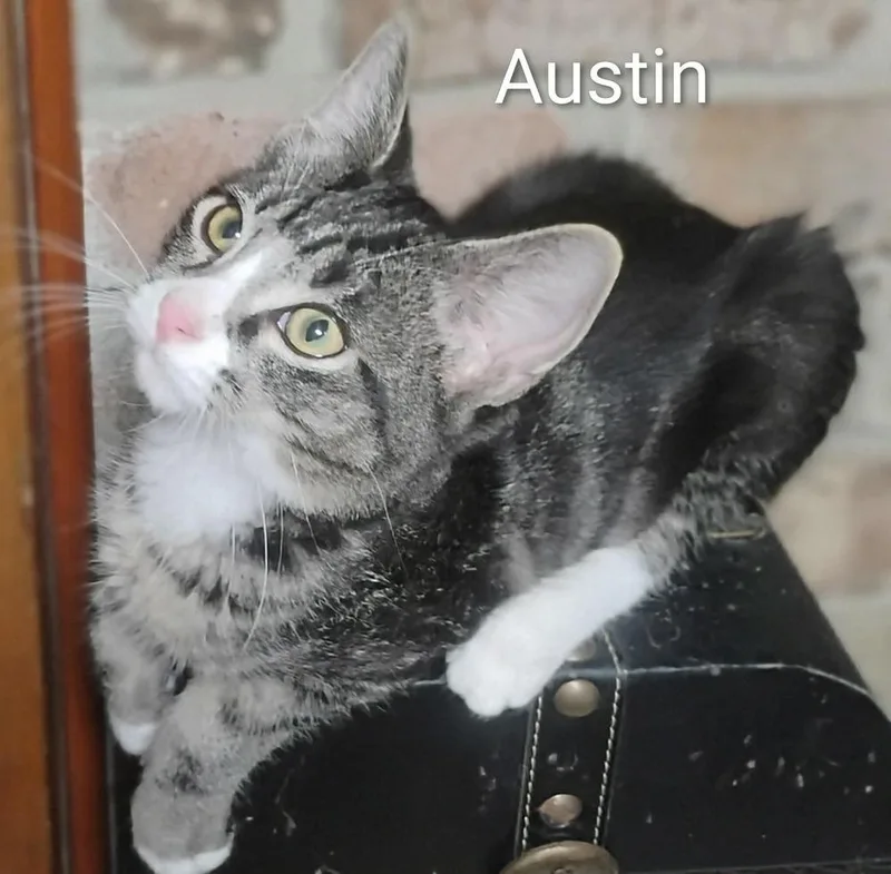 Austin thumbnail 3