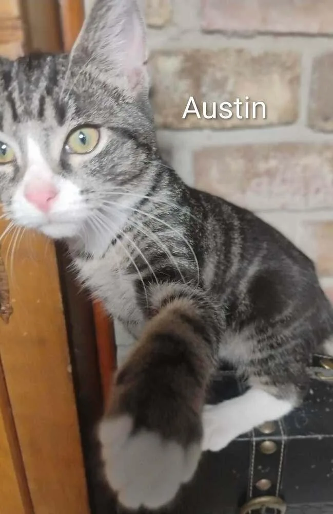 Austin thumbnail 4