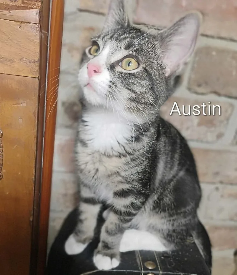 Austin thumbnail 5