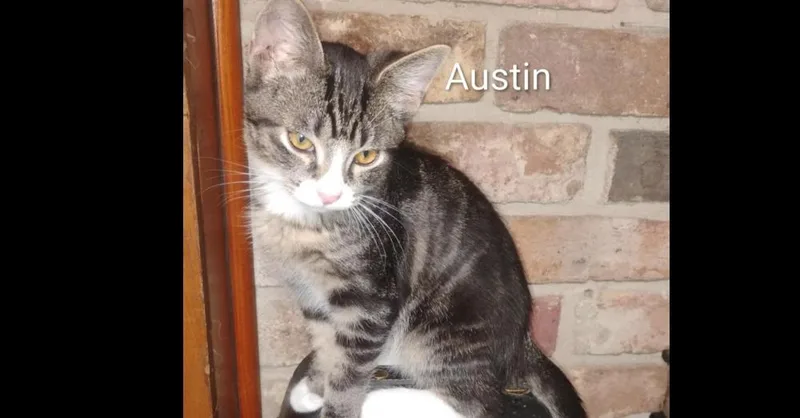Austin thumbnail 6