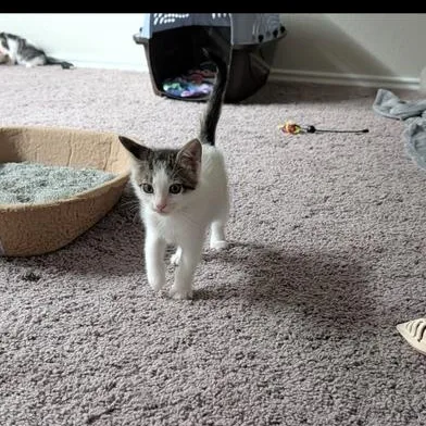 A baby small-sized female Black Turkish Van cat named Baby Mia for adoption in Liverpool, TX