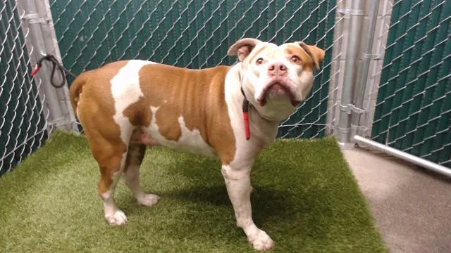 An adult medium-sized female Pit Bull Terrier dog named Nala for adoption in Downey, CA