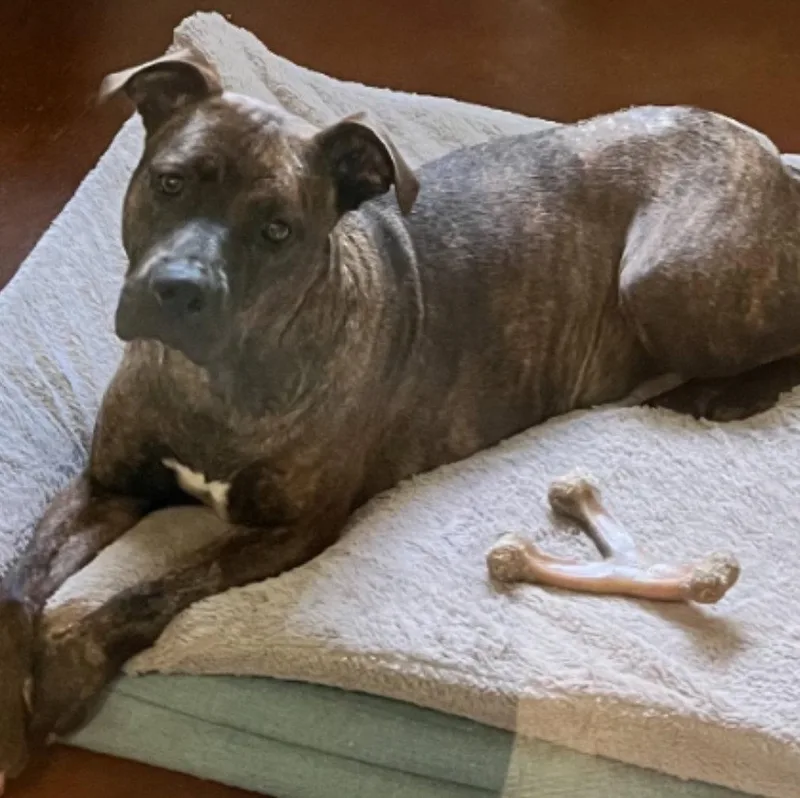 An adult large-sized female Pit Bull Terrier dog named Summer Louisiana for adoption in Rockaway, NJ